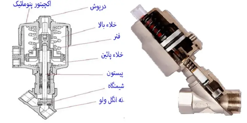 معروف ترین انگل ولوها